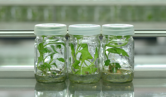 “I Propagate My Plants, So Why Should I Tissue Culture”