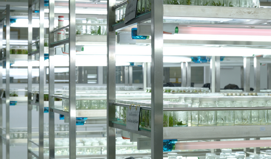 Modern tissue culture facility lab with sterile workstations, growth chambers, and shelves filled with cultured plant samples.