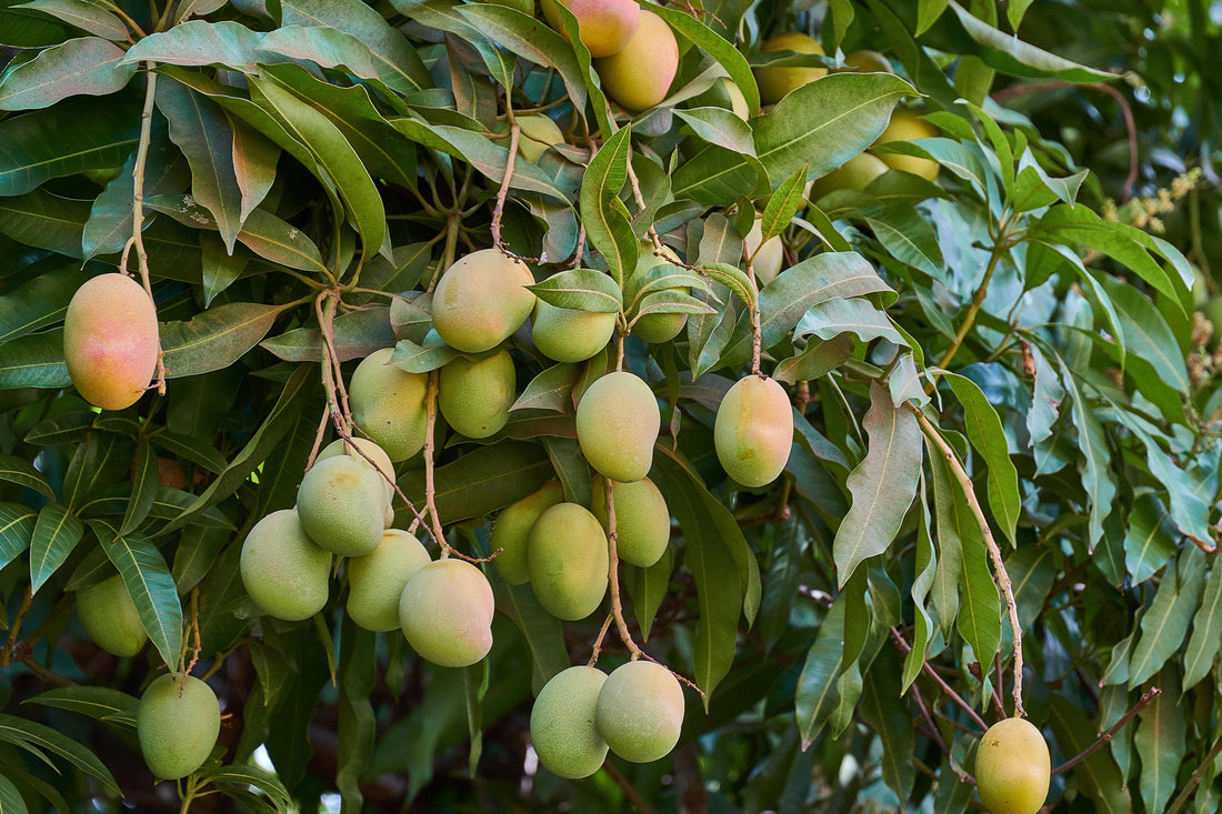 Can You Grow Mangoes Using Tissue Culture?