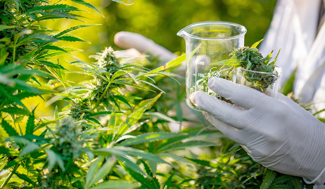 How Tissue Culture Will Make Medical Cannabis More Affordable