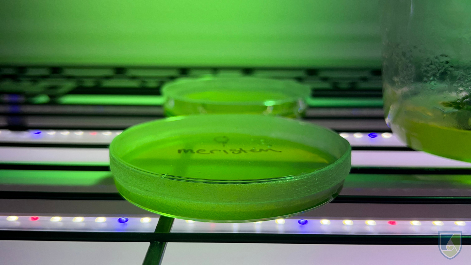 Meristem Culture Definition, Procedure, Benefits, and Applications