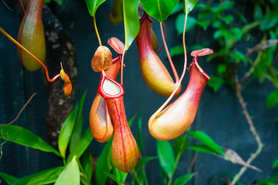 How to Tissue Culture Nepenthes