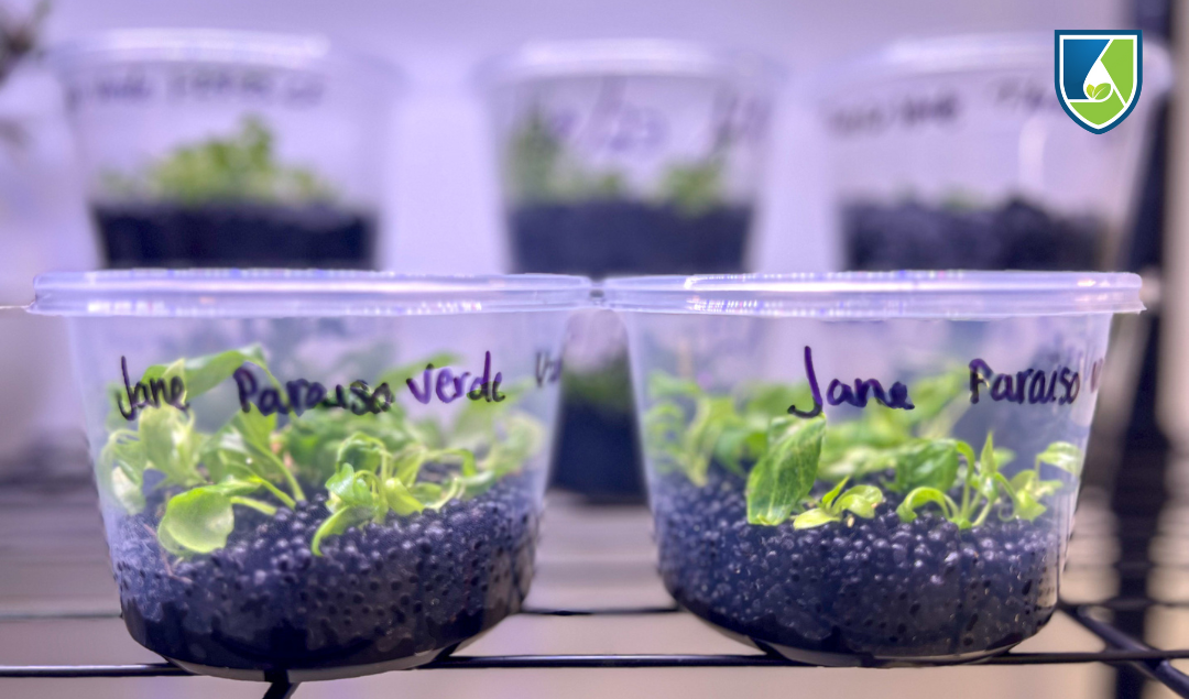 Cultivate Like a Pro: 10 Plant Tissue Culture Tips You Need To Know