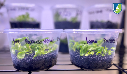 Cultivate Like a Pro: 10 Plant Tissue Culture Tips You Need To Know