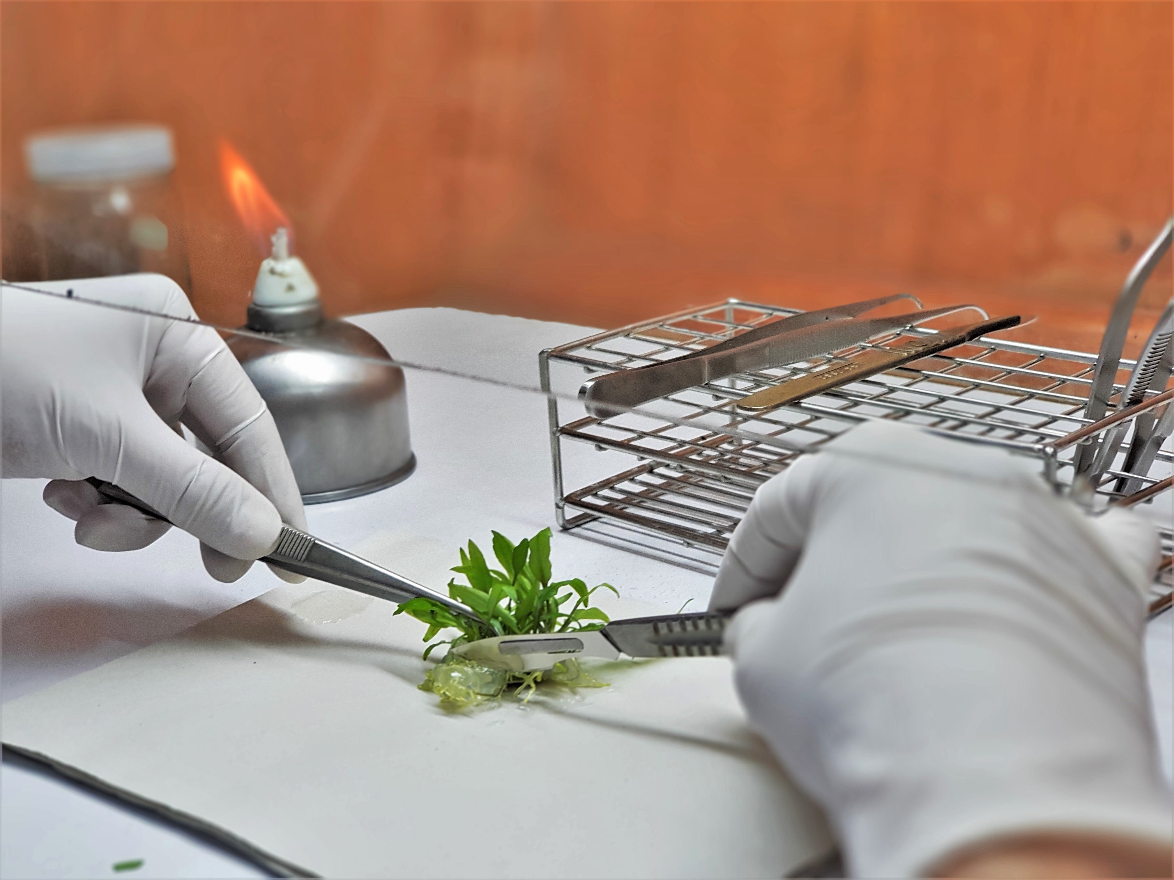 Cell Rissue Plant Cell And Tissue Culture Techniques