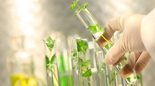 The Importance of Plant Tissue Culture to Industrial Growing