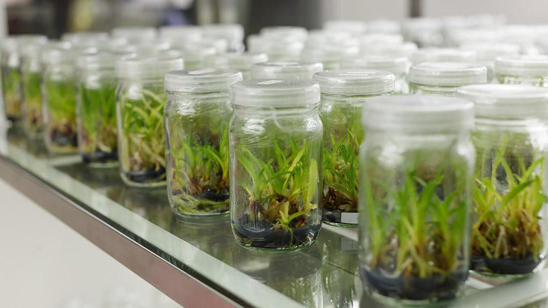 The Cost of Setting Up Your Own Tissue Culture Lab