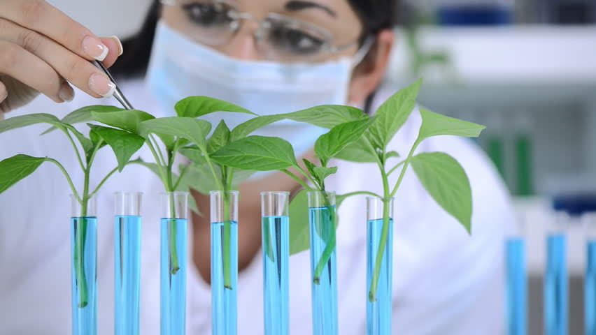 How Plant Tissue Culture can be used in Pharmaceuticals