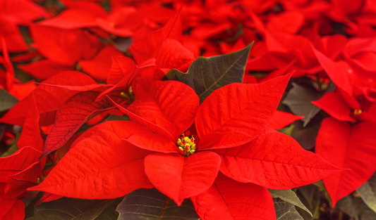 An Advanced Technique To Grow Poinsettia