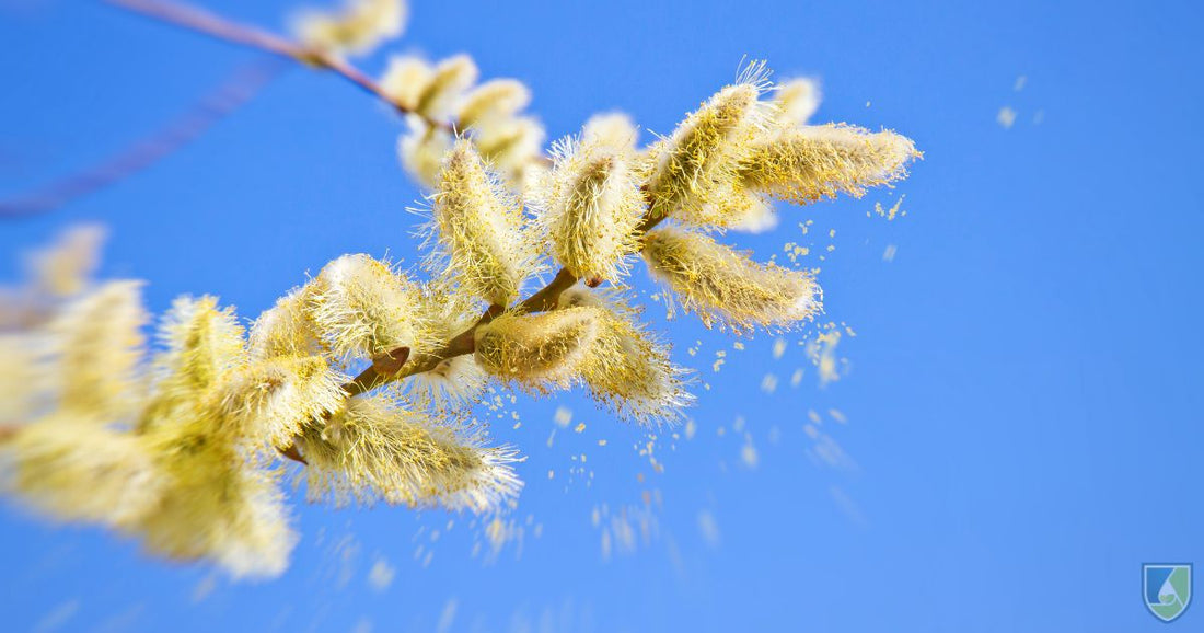 Pollen Culture: Definition, Procedure, and Applications - Plant Cell ...