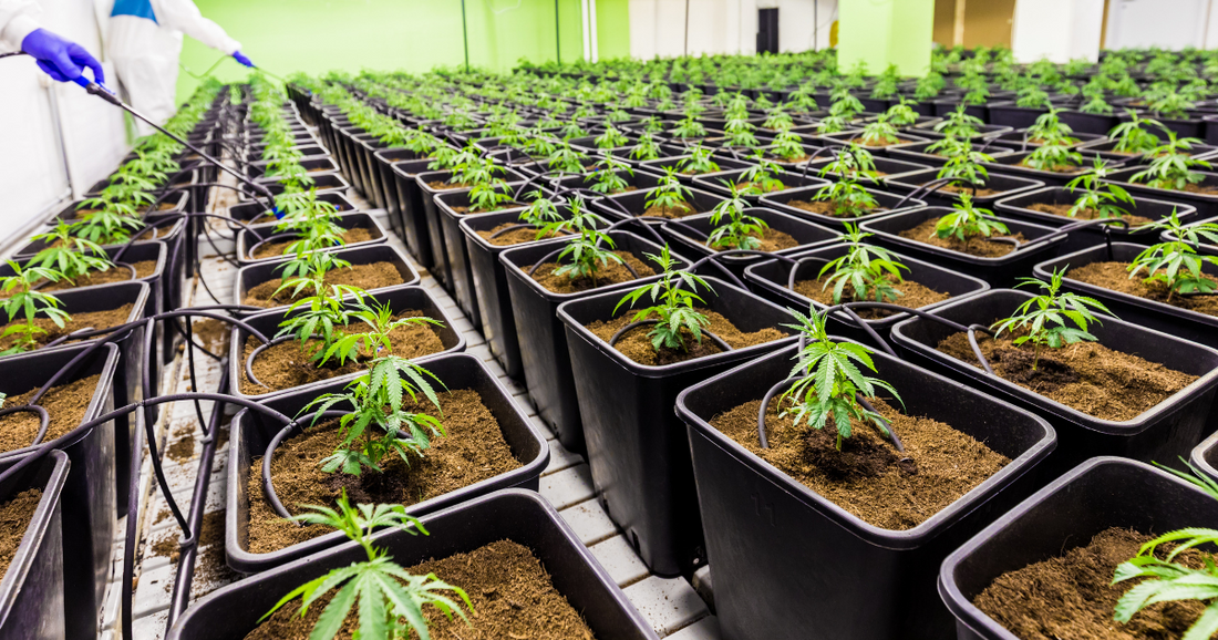 Methods To Produce “Elite” Cannabis Varieties