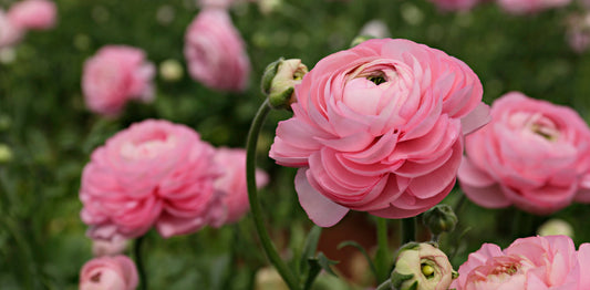 Tissue Culture of Ranunculus