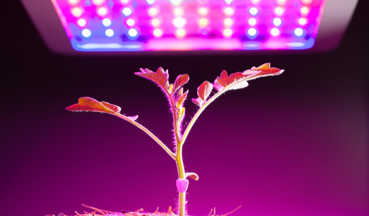 Role of Lights in Plant Tissue Culture