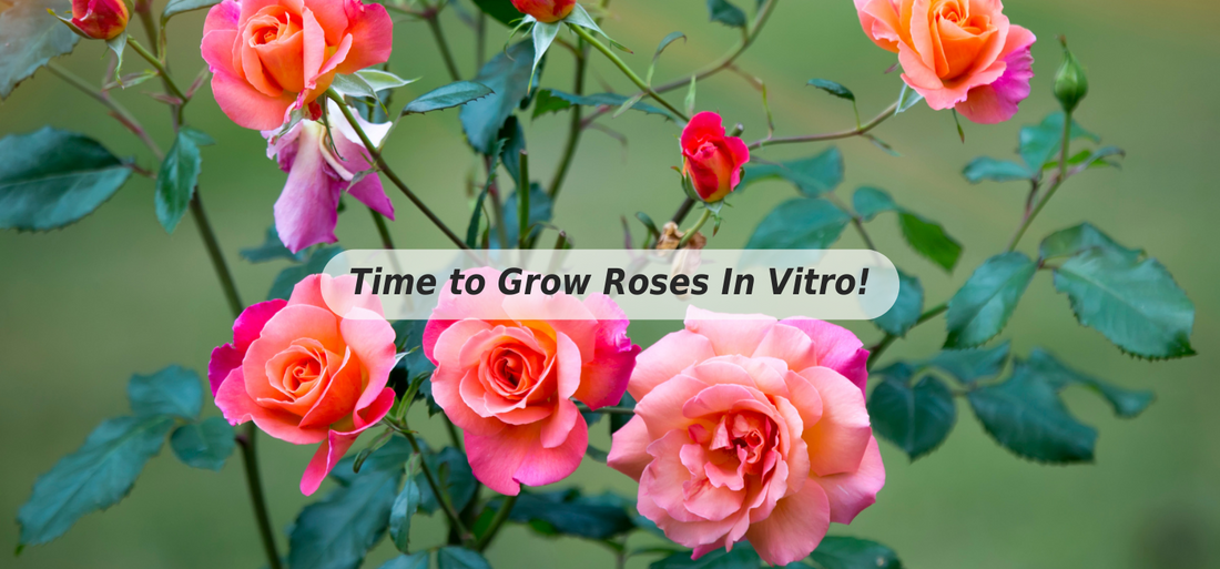 "Feature image with vibrant roses in full bloom and the text 'Time to Grow Roses In Vitro,' highlighting the benefits of tissue culture propagation.