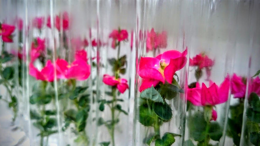 Case Study: Using Tissue Culture in Rose Propagation