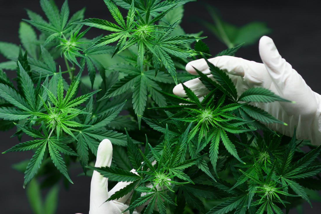 Six Facts On Cannabis Propagation