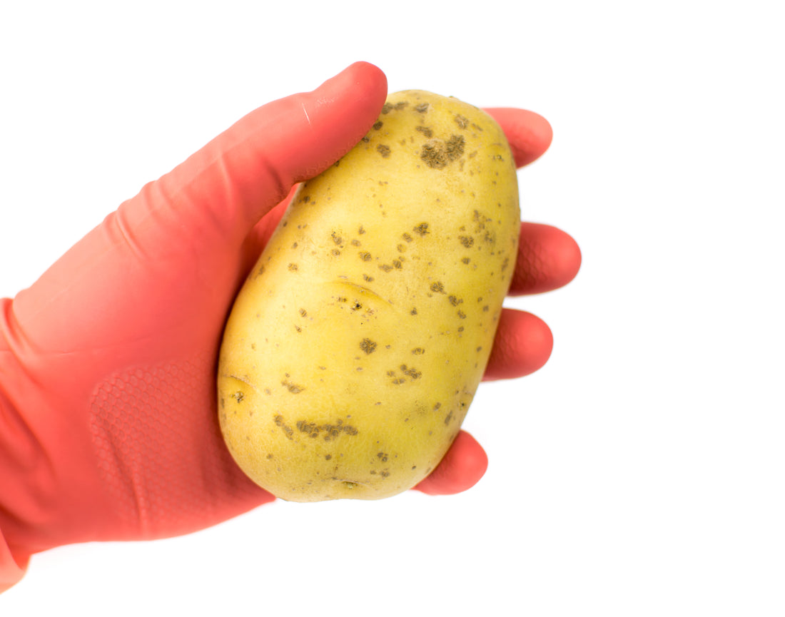 Tissue Culture of Potato (Part-1)