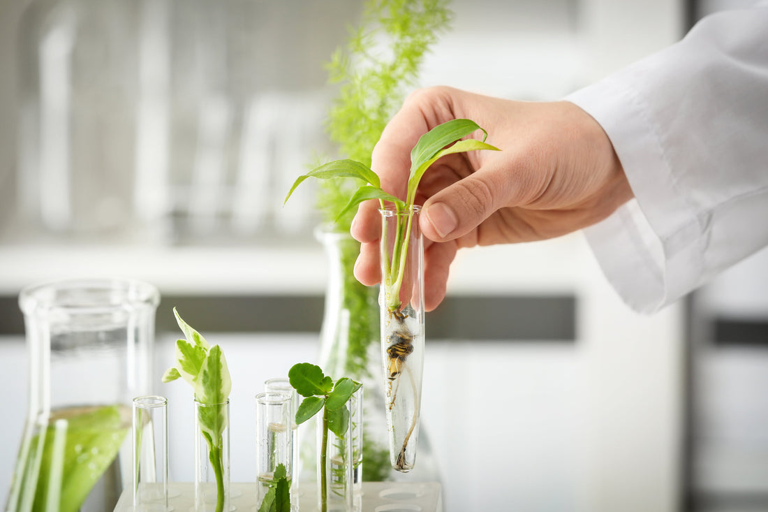 Tissue Culture Application of Photoautotrophic Micropropagation