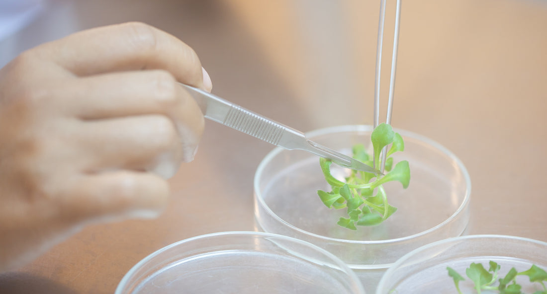 Aseptic Techniques for Tissue Culture Experimentation