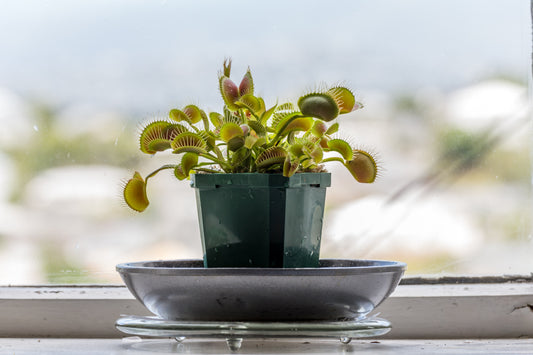 Lab Update: Our Work With Carnivorous Plants