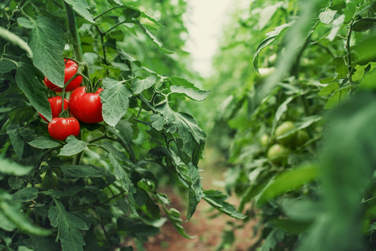 Tissue Culture's Application for Horticultural Crops