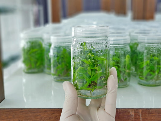 Tissue Culture Contamination and 7 Easy Steps of Prevention