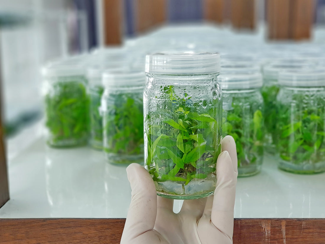 Why Choose Tissue Culture over Conventional Techniques?