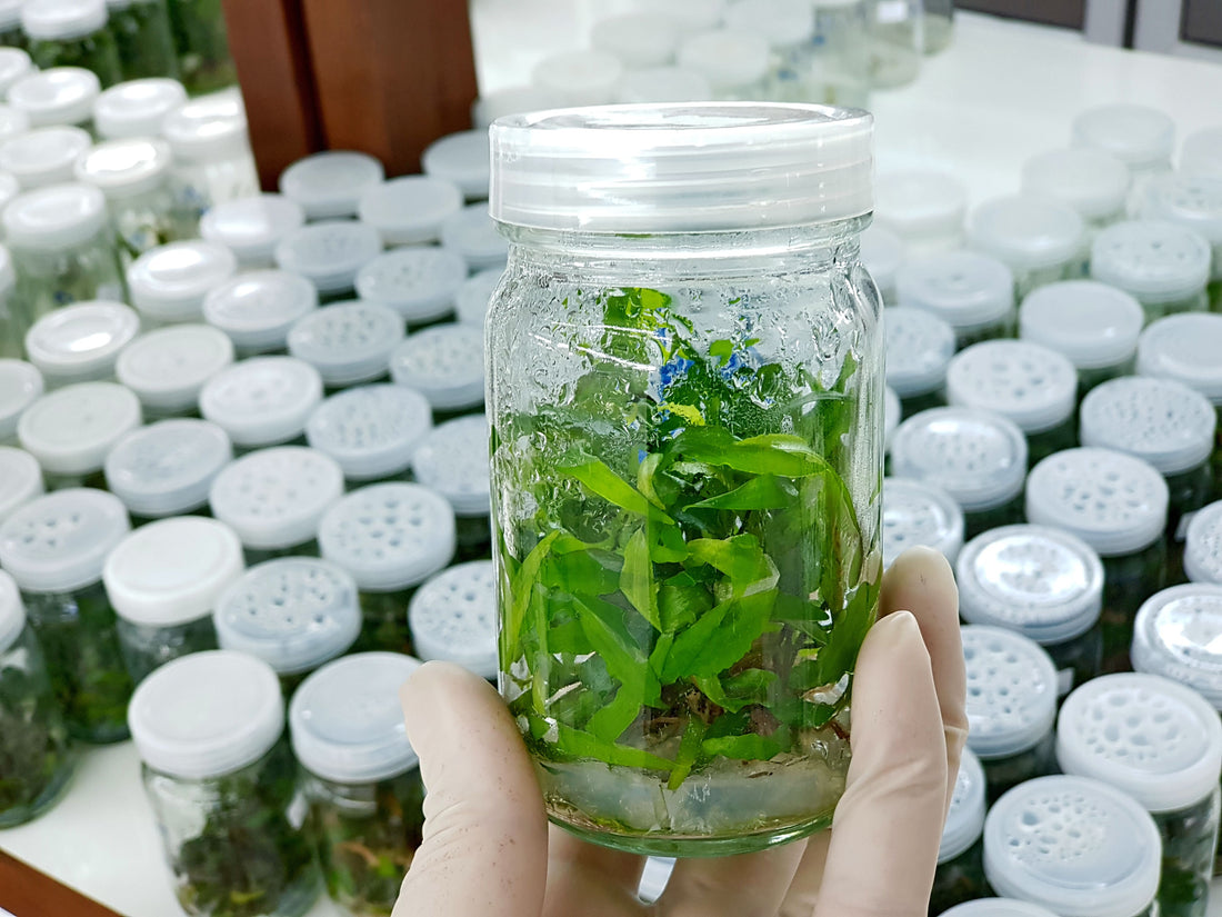 For Beginners: Requirements to Prepare Tissue Culture Media