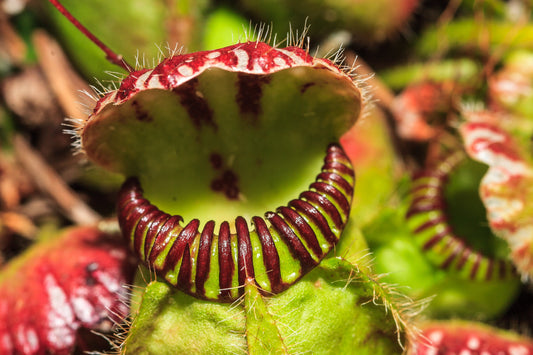 Subculturing a Year-old Cephalotus Culture Using PPM™