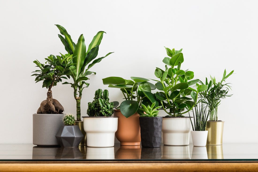 A Blog On Tissue Culturing House Plants!