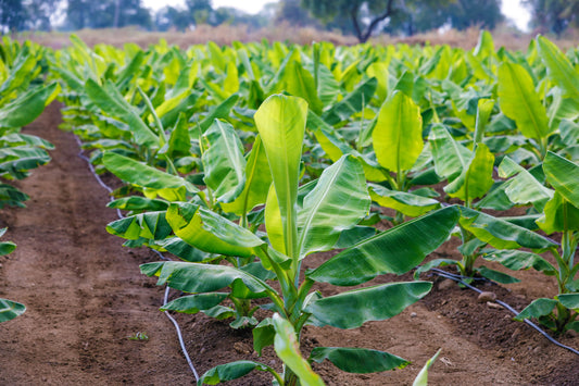 Different Stages of Banana Tissue culture