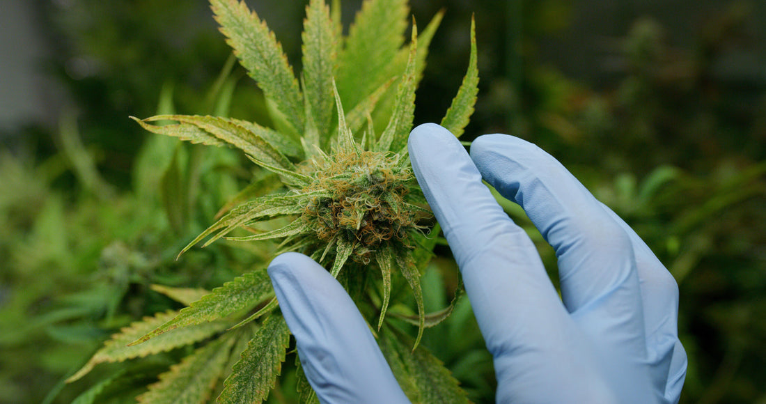 The 5 Most Common Pathogens That Infect Cannabis