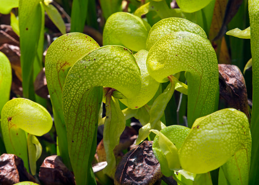 Introducing Darlingtonia californica to Tissue Culture