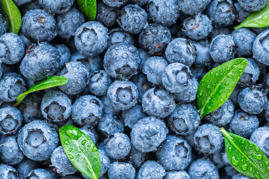 Tissue Culture of Blueberries Using Axillary Buds