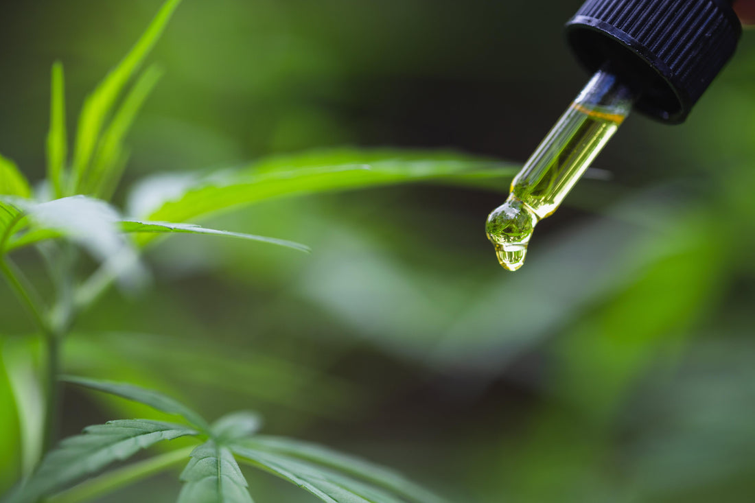 How Tissue Culture Technology Is Affecting The CBD Industry