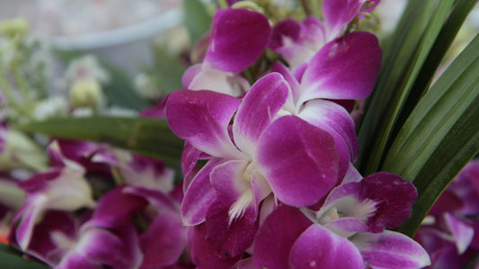 In Vitro Seed Germination of Orchids