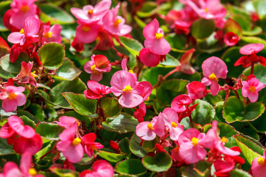 Tissue Culture Propagation of Begonias