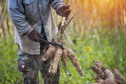 The Application of Cassava Tissue Culture