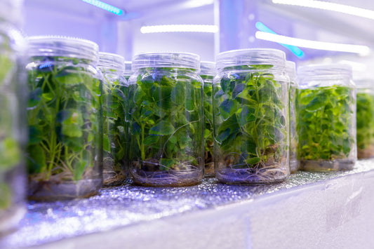 Five Methods of Micropropagation