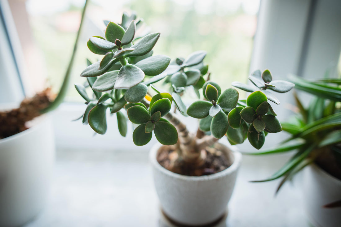 Tissue Culture Fundamentals: Culturing the Jade Plant!