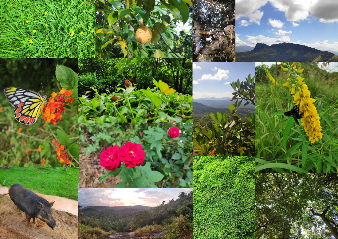 How Tissue Culture Maintains Plant Biodiversity!