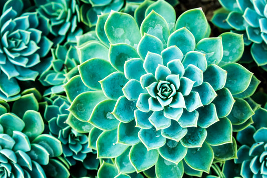 Succulent Tissue Culture - The Way to Save the Endangered Species of Succulents