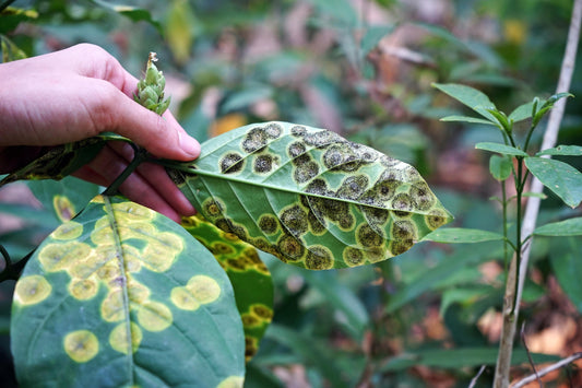 Disease-Causing Plant Pathogens and Their Symptoms (Part-1)