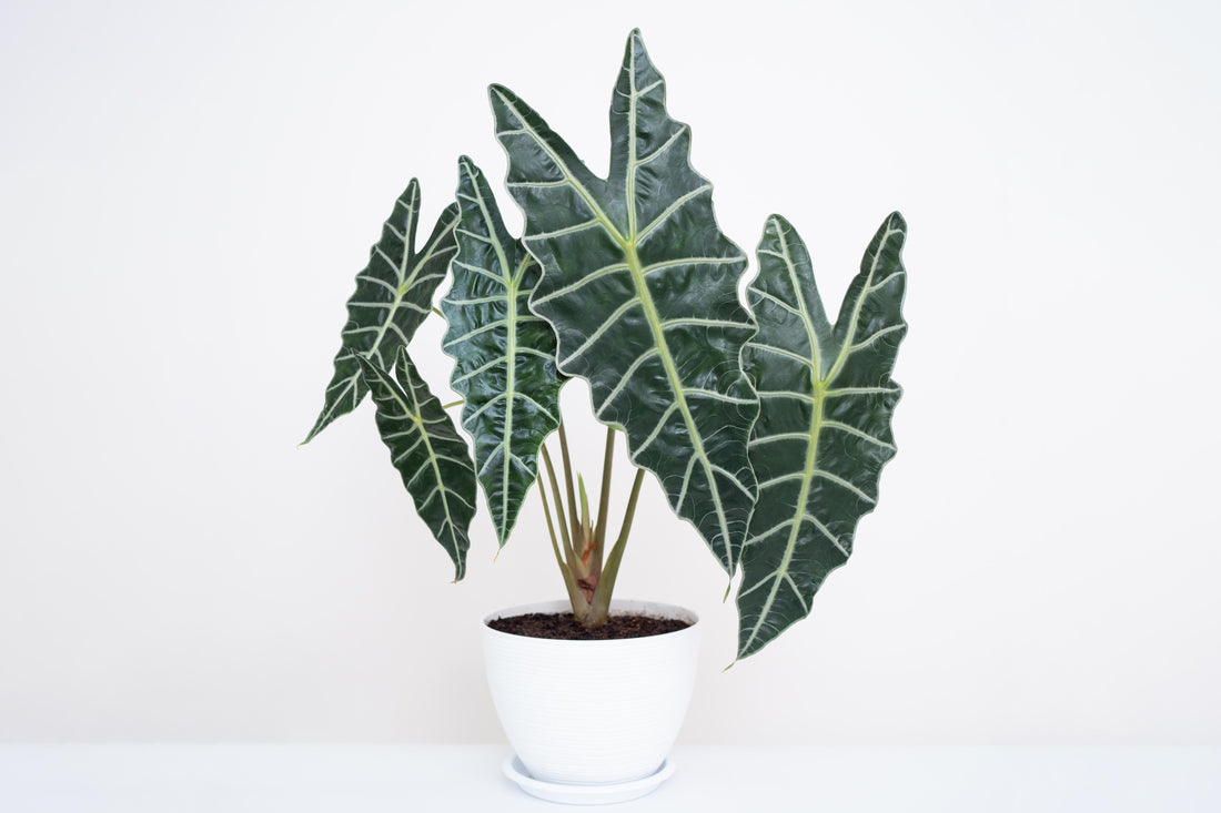 How to Tissue Culture Alocasia (Elephant’s Ear)