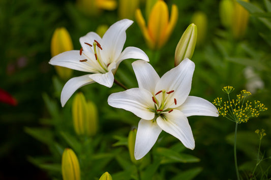 How to Tissue Culture Lily (Part-1)