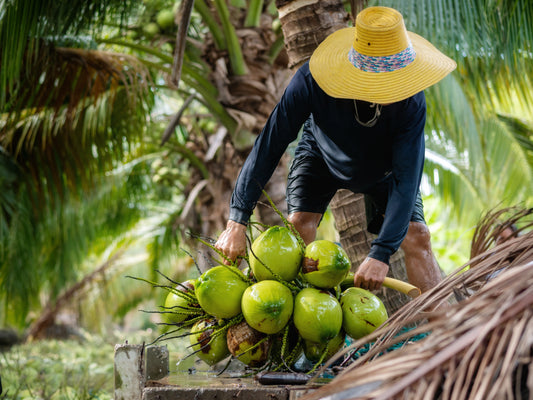 Advancements in Coconut Tissue Culture (Part-2)