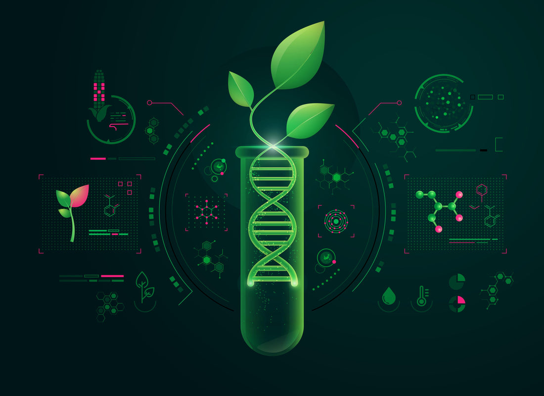 Genetic Engineering in Plants: What It Is and Its Techniques?