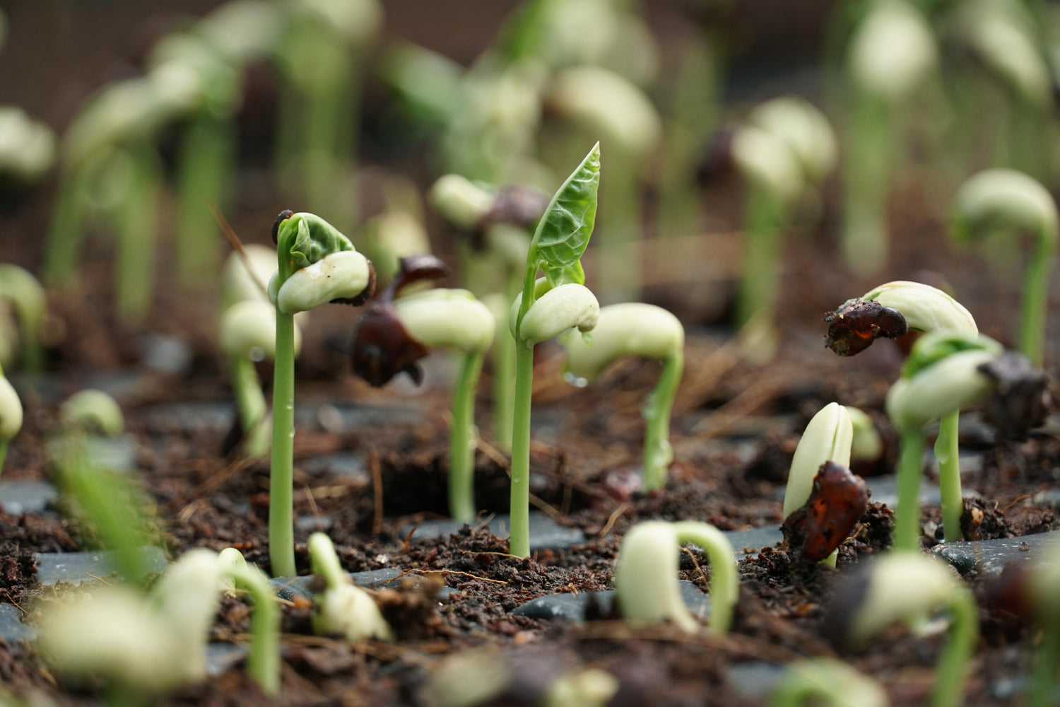 What Is Embryo Rescue? - Plant Cell Technology