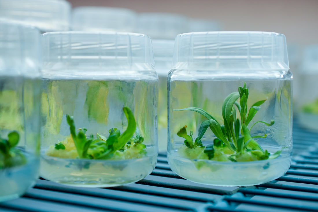 Challenges of Doing Plant Tissue Culture At Home