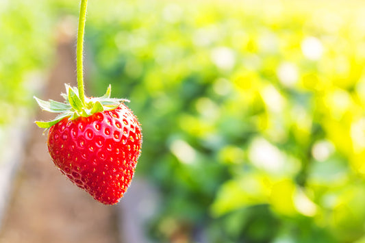 Tissue Culture of Fragaria (Strawberry)